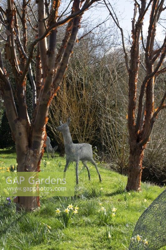 Wire deer statue amongst acer griseum in John's Garden at Ashwood Nurseries - Kingswinford - Spring