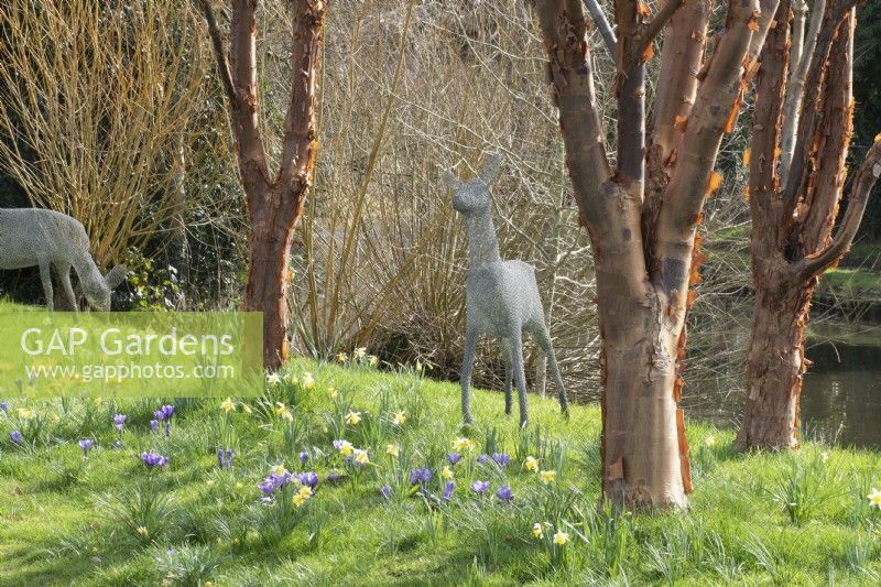 Wire deer statues amongst acer griseum in John's Garden at Ashwood Nurseries - Kingswinford - Spring