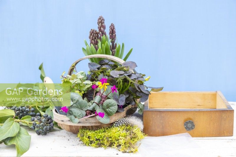Hyacinths, Ranunculus, Ivy, Cyclamen, moss, plastic sheet and a drawer laid out on a wooden surface