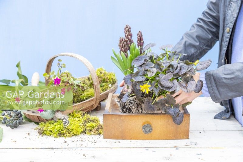 Woman placing Ranunculus in the drawer