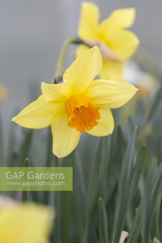 Narcissus 'Coverack Gold'