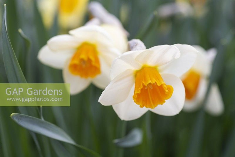 Narcissus 'Golden Strand'