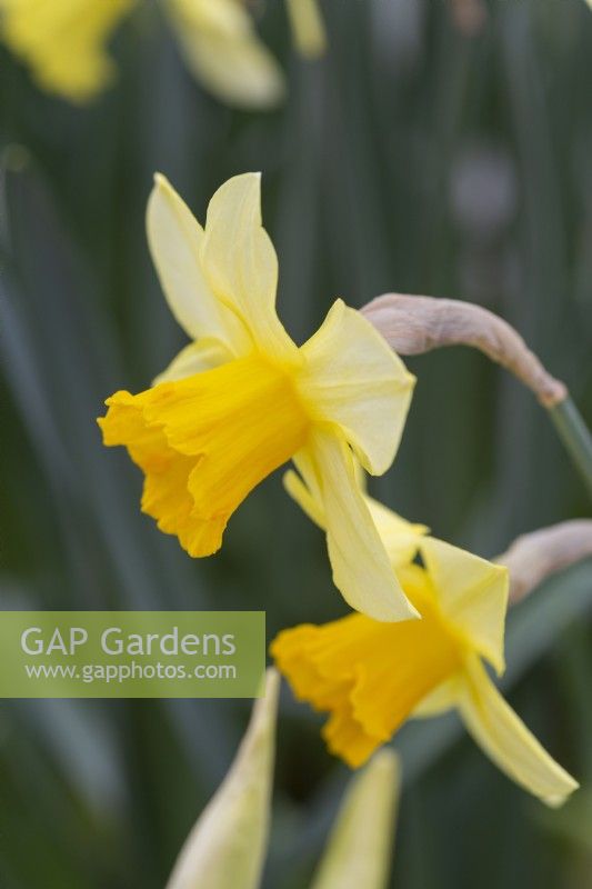 Narcissus 'Honeybird'