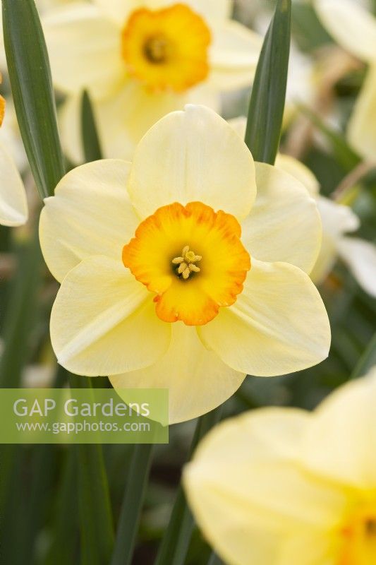 Narcissus 'Garland'