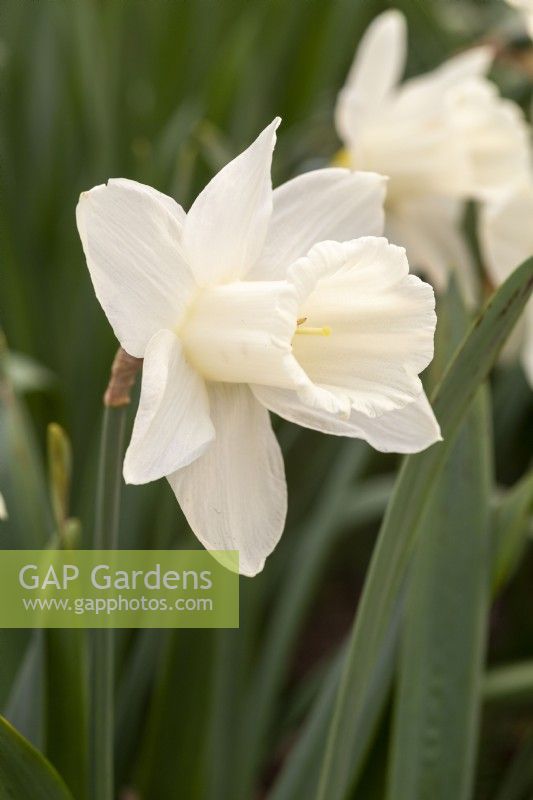 Narcissus 'Askelon'