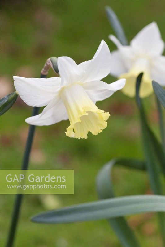 Narcissus Weardale Perfection