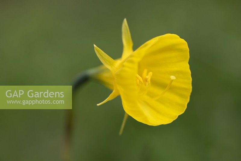 Narcissus bulbocodium 'Golden Bells' - Hoop Petticoat Daffodil