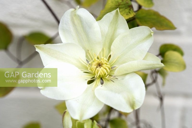 Clematis 'Guernsey Cream' - May