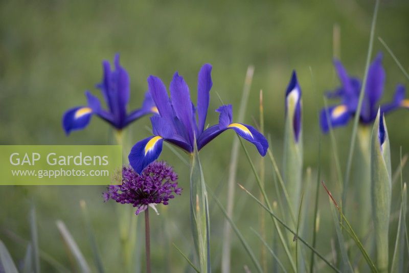 Iris x hollandica 'Valentine' - May