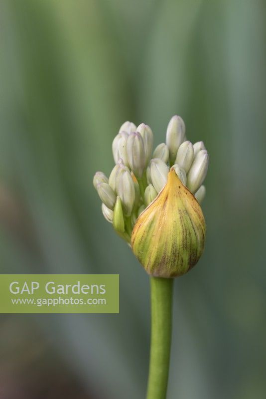 Agapanthus 'Windsor Grey' - Bud opening - July