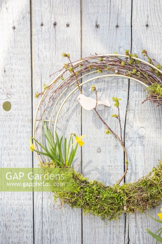Wreath containing narcissus, moss and birch twigs hanging from a wooden surface