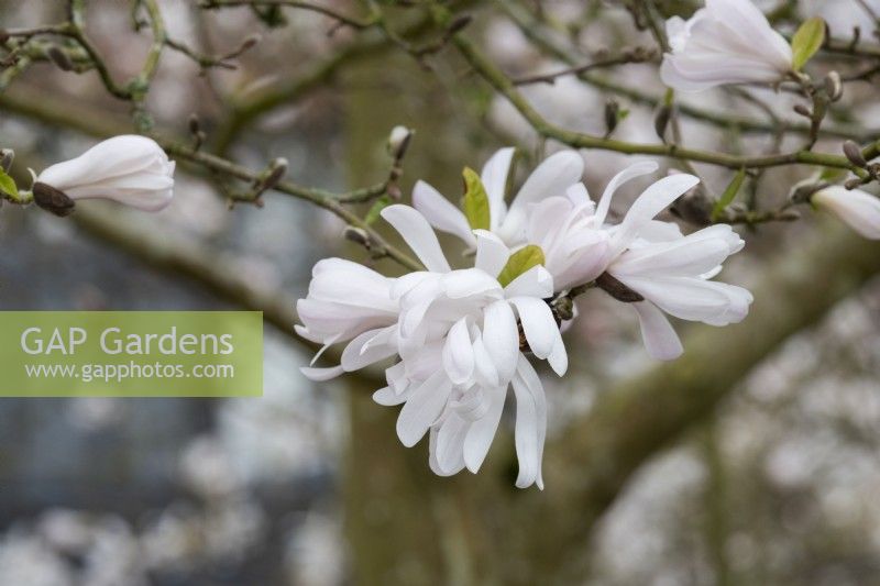 Magnolia stellata 'King Rose' - Star magnolia