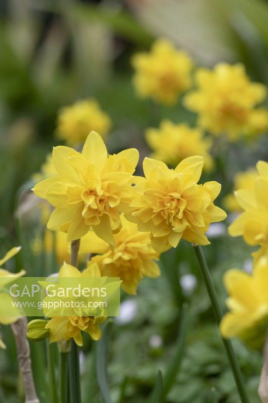 Narcissus 'Tete Boucle' - Daffodil