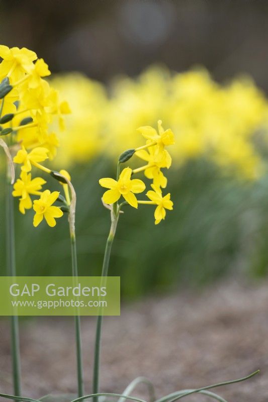 Narcissus 'Twinkling yellow' - Daffodil