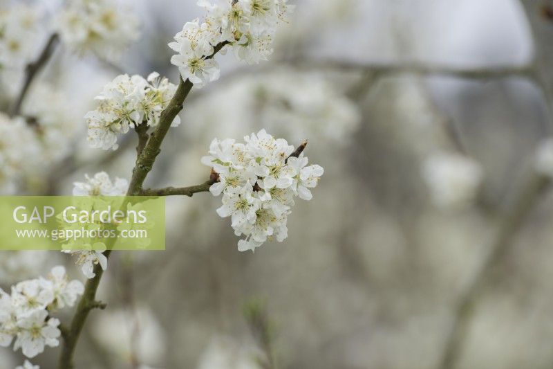Prunus domestica 'Edwards'  - Plum tree blossom