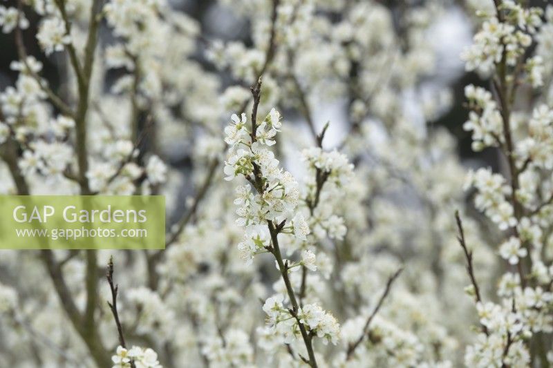 Prunus domestica 'Merton Gage'  - Plum tree blossom