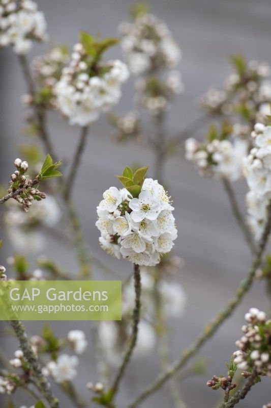 Prunus avium fruttoni 'Cinderella' - Mini cherry tree blossom