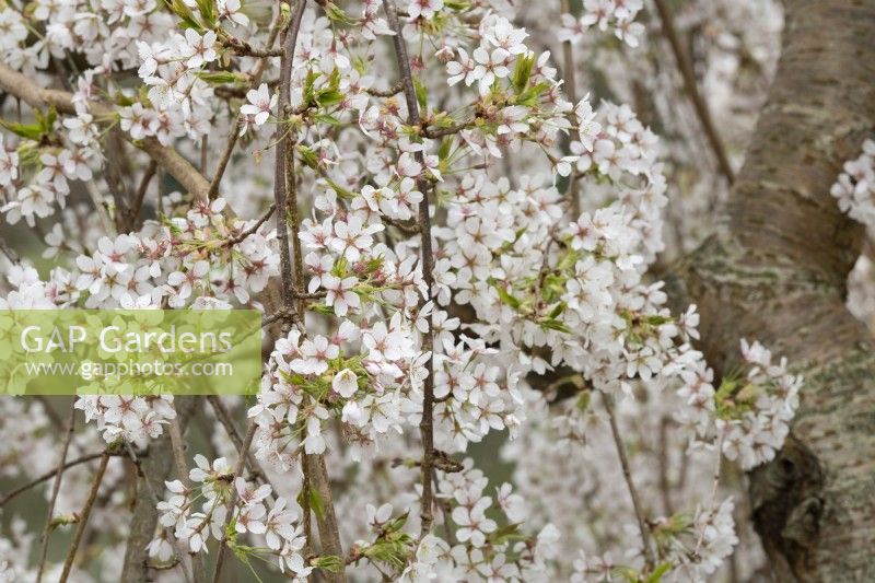 Prunus x yedoensis 'Shidare-Yoshino' -  Weeping Yoshino cherry tree blossom