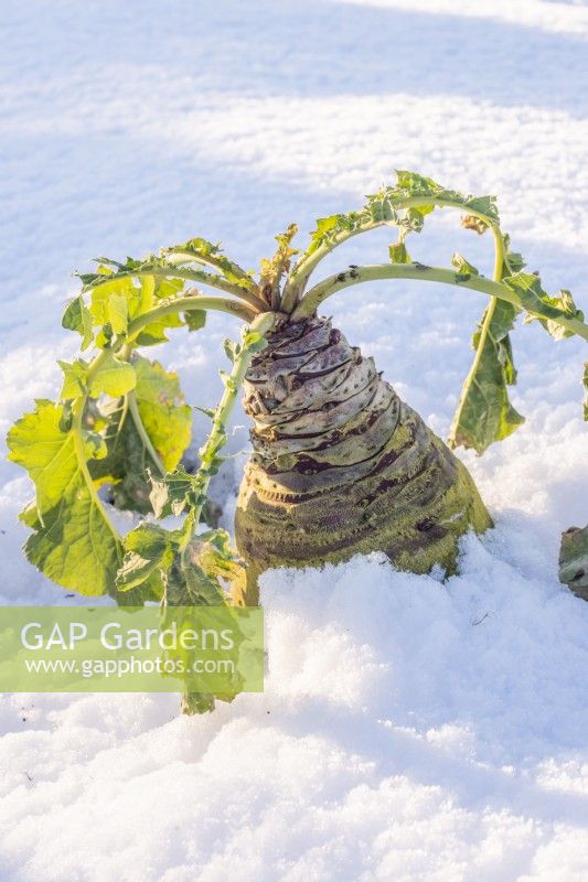 Swede 'Gowrie' in snow, leaves eaten by Pigeons