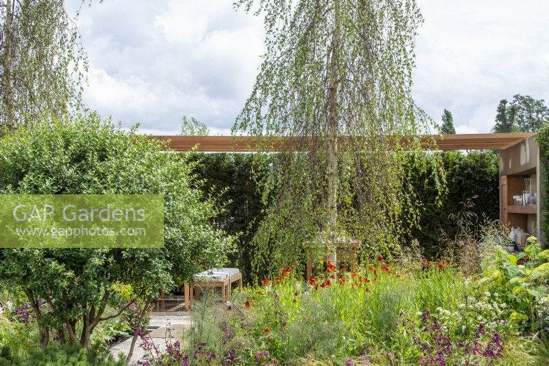 Multistem Osmanthus x burkwoodii, Helenium 'Moerheim Beauty' with Betula standing over - The Viking Friluftsliv Garden - RHS Hampton Court Festival 2021