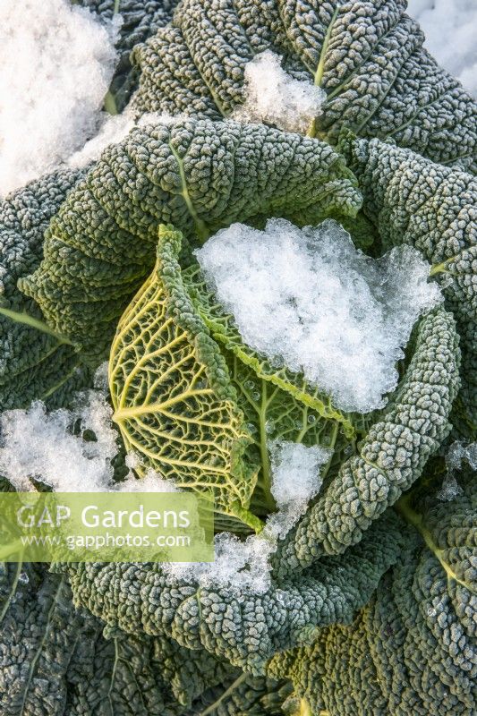 Savoy Cabbage in snow