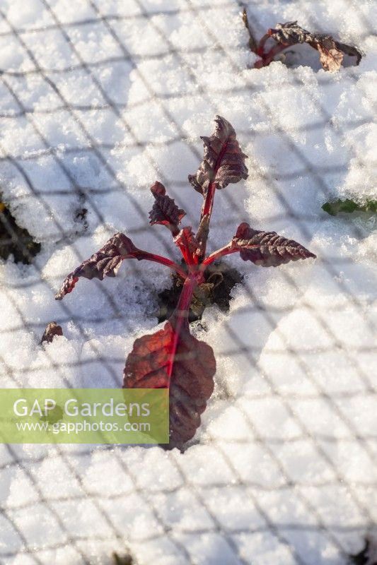 Ruby Chard in snow under netting
