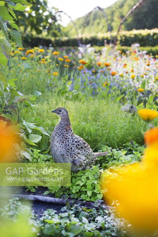 Hen Pheasant in flower garden, july