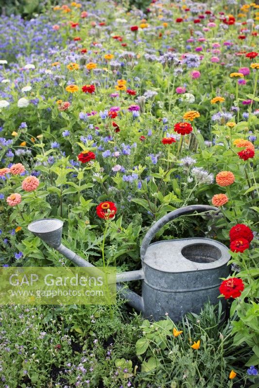 flower border summer, Zinnia, watering can, meadow, Echium 'Blue Bedder'  july