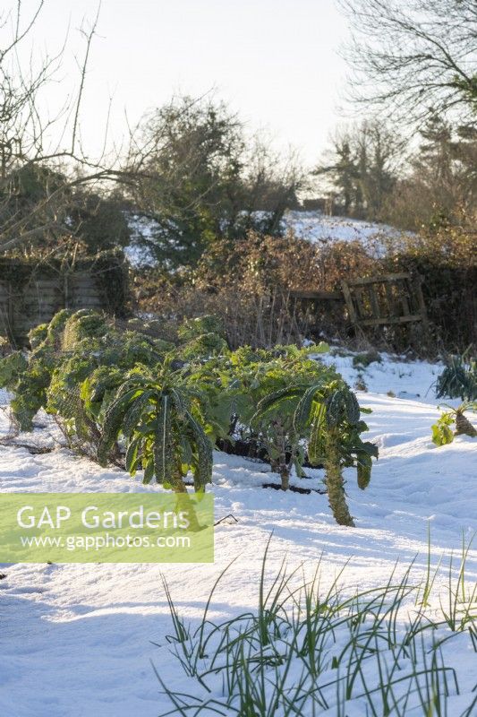 Perennial Kale 'Taunton Deane' in snow