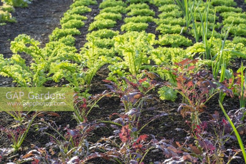 Salads Red Frills and Pizzo mustards, Endive 'Aery' behind