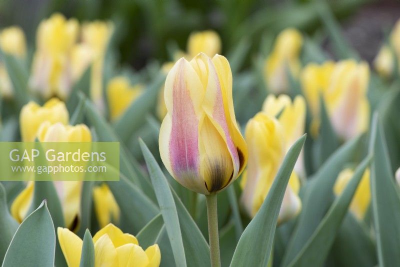Tulipa - Tulip 'Lamoraal van Egmond'