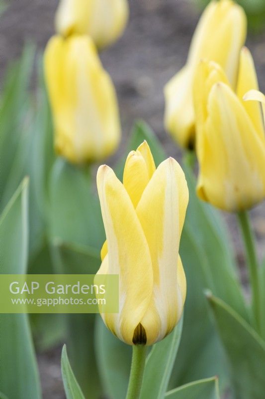 Tulipa - Tulip 'Partitura'