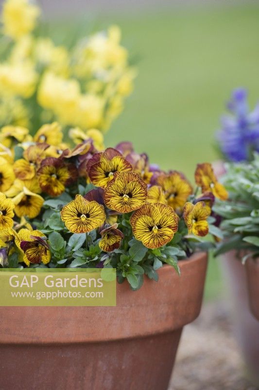 Viola cornuta 'Tiger Eye Yellow' - Horned Pansy in a pot 