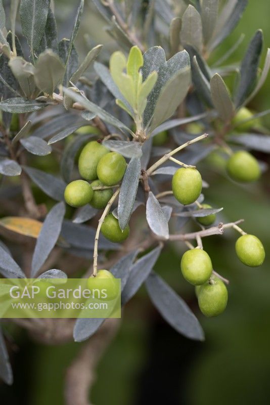 Olea europaea - European Olive - August