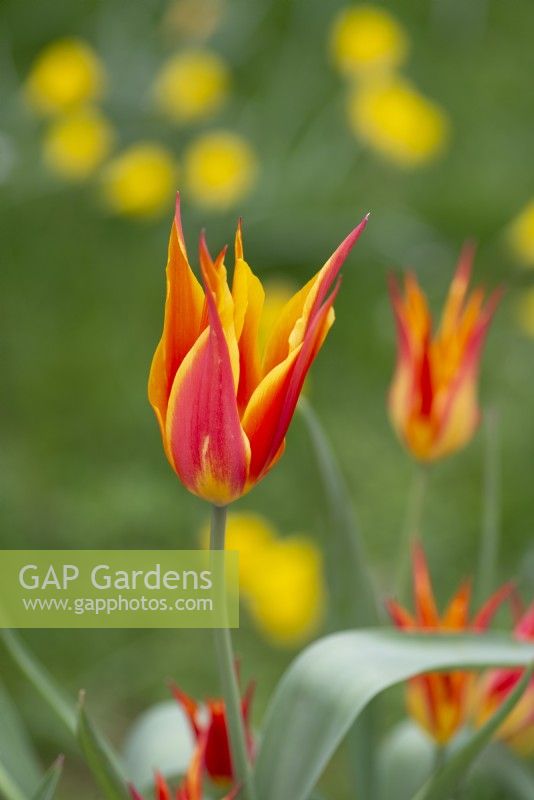 Tulipa 'Fly Away' - April