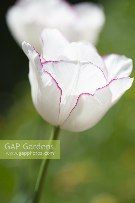 Tulipa 'Belicia' - April