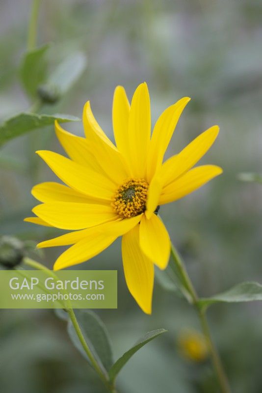 Helianthus hirsutus - Hairy Sunflower - August