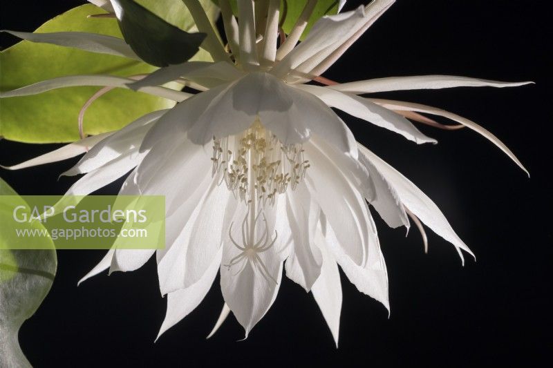 Epiphyllum oxypetalum - queen of the night cactus.