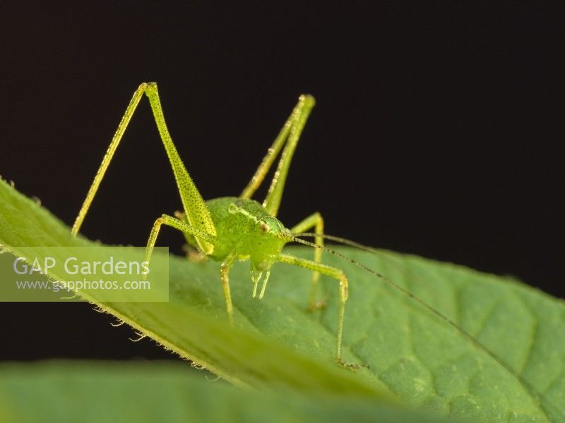 Leptophyes punctatissima - Speckled bush-cricket