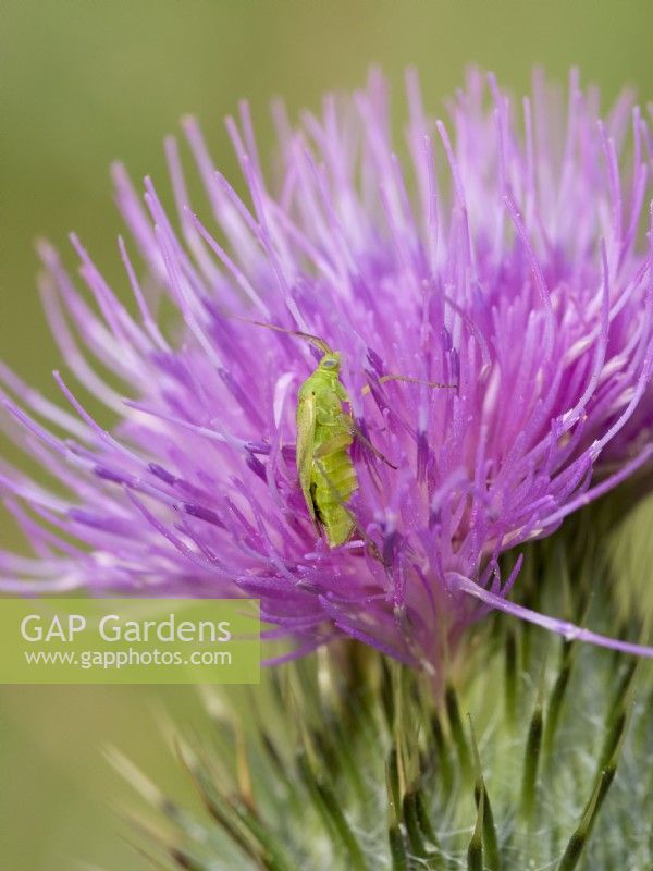 Capsid Bug on spear thistle flower