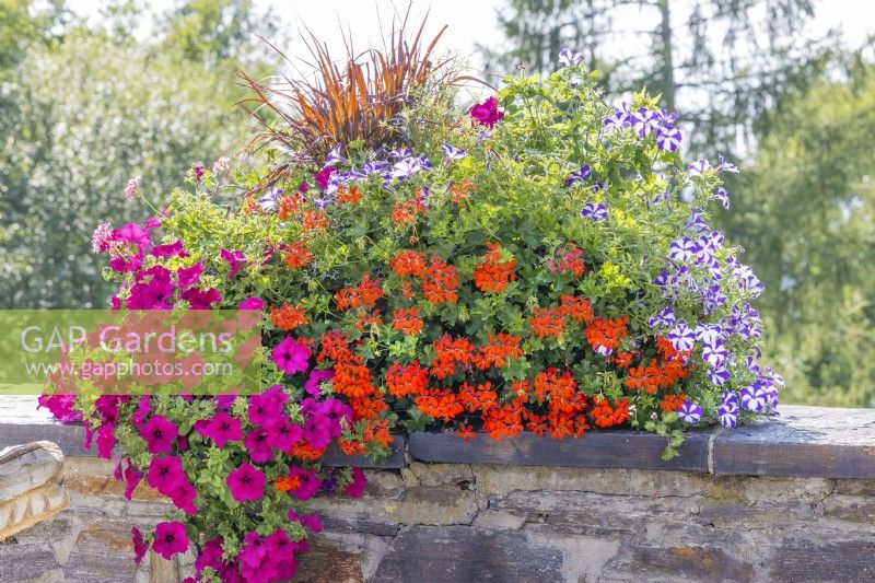 Colorful annual mix, summer August