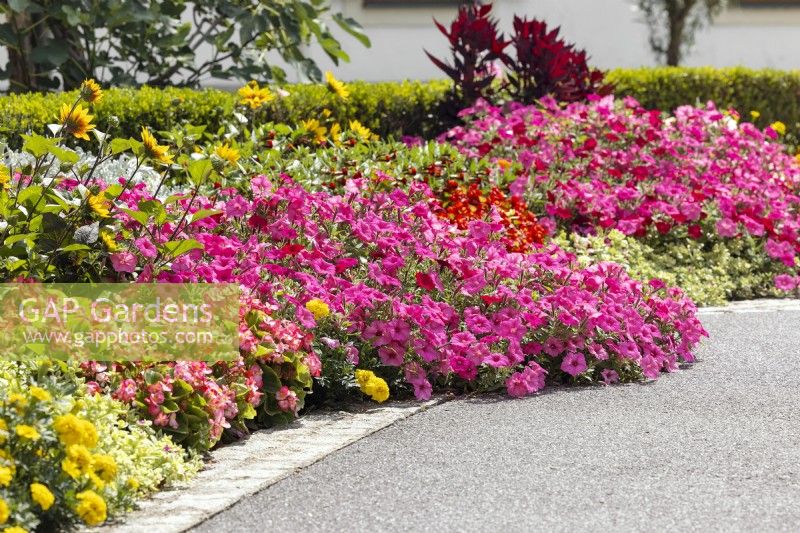 Colorful border with annuals, summer August