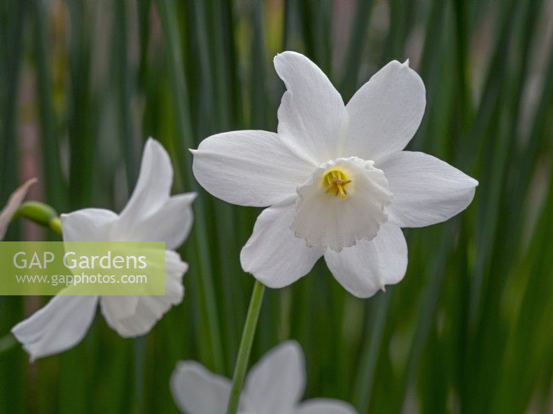 Narcissus 'Niveth' - Daffodil 'Niveth'