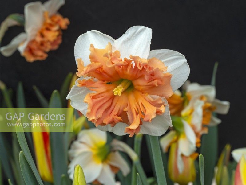 Narcissus 'Precocious' late March