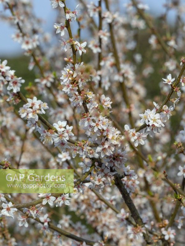 Prunus 'Victoria' Pixy in flower late March