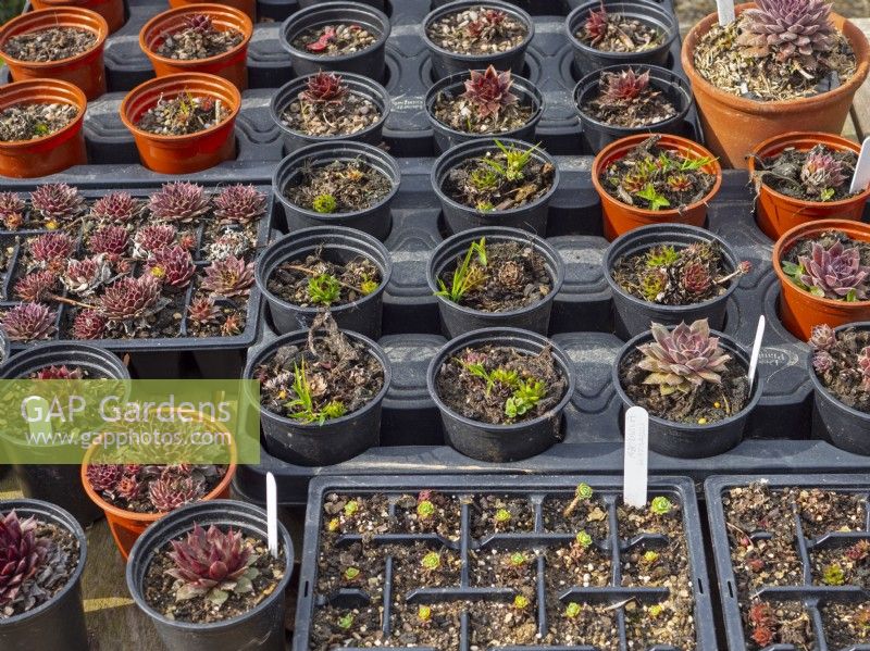 Potted Succulent cuttings in early april