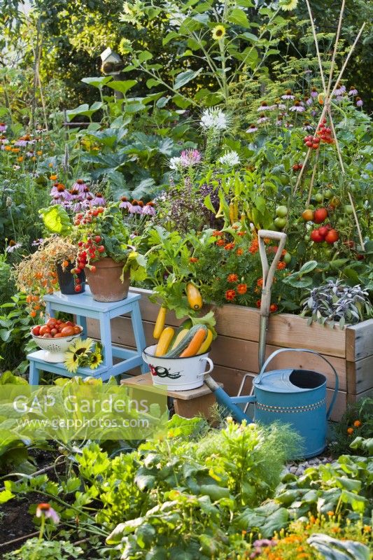 Organic kitchen garden with raised bed, pot grown tomatoes and tools.