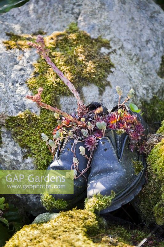 Old shoes with Sempervivum.