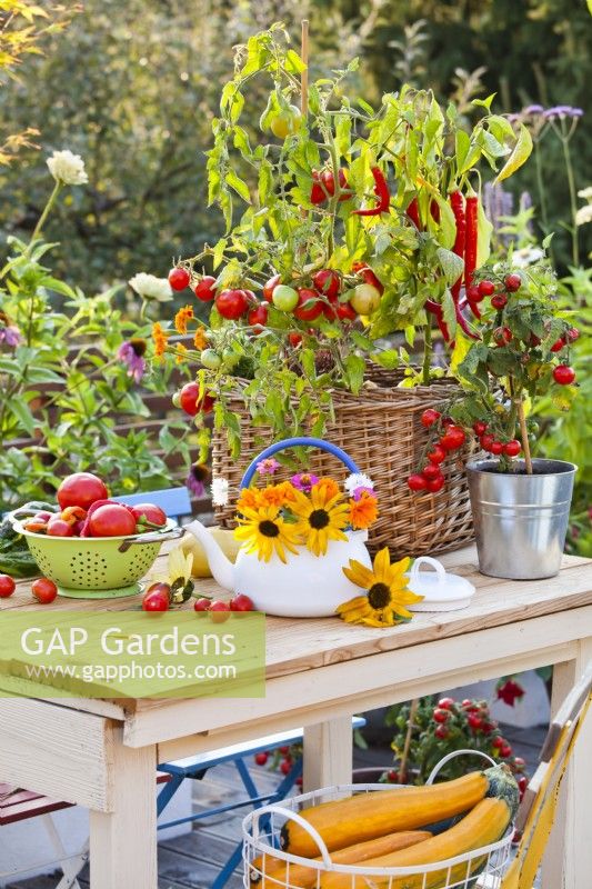Container grown tomatoes and peppers, colander with harvest and flower bouquet in enamel teapot.