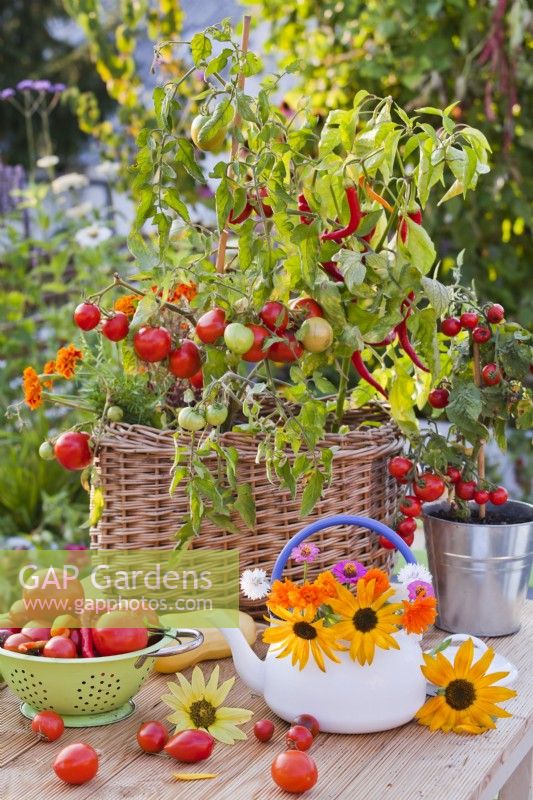 Container grown tomatoes and peppers, colander with harvest and flower bouquet in enamel teapot.